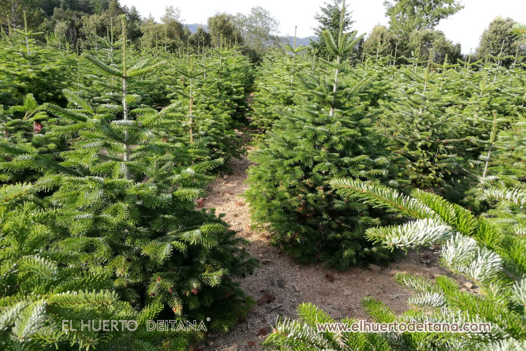 Abies Normandianna